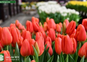 Tulipa Orange Juice ® (3)